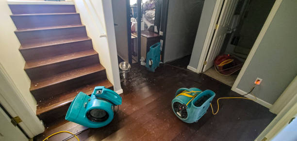 Best Water damage restoration services  in Mapleton, IA