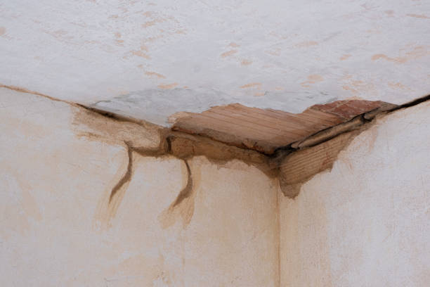 Best Mold removal after water damage  in Mapleton, IA
