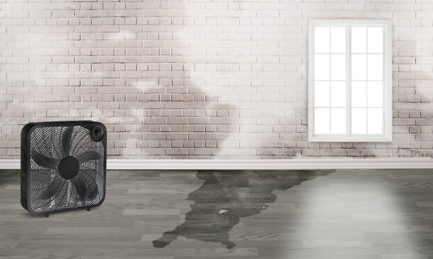 Best Local water damage restoration  in Mapleton, IA